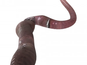 Hookworm 3D Модель