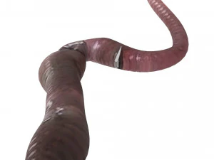 Hookworm 3D Model