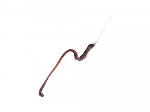 Hookworm 3D Model