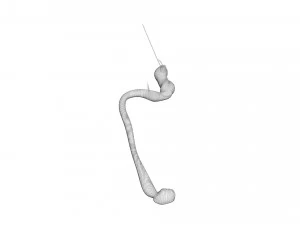 Hookworm 3D Model