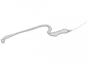 Hookworm 3D Model