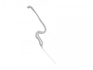 Hookworm 3D Model