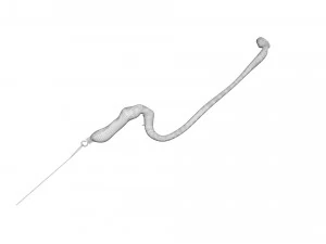 Hookworm 3D Model