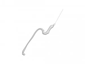 Hookworm 3D Model