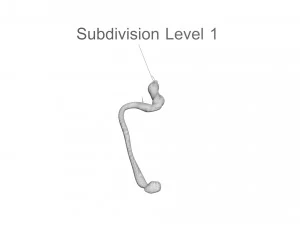 Hookworm 3D Model