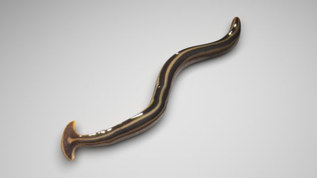 Hammerhead Worm 3D 模型 .c4d .max .obj .3ds .fbx .stl .blend 