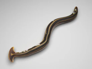 ハンマーヘッドワーム 3Dモデル