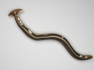 Hammerhead Worm 3D 模型