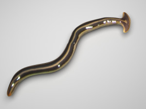 Hammerhead Worm 3D 模型