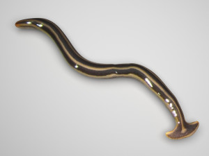 Hammerhead Worm 3D 模型