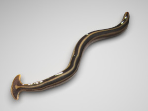 Hammerhead Worm 3D 模型