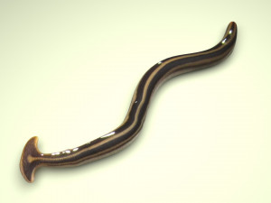 Hammerhead Worm 3D 模型