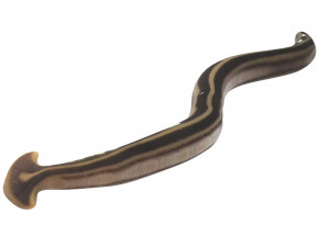 Hammerhead Worm 3D 模型
