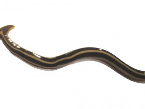 Hammerhead Worm 3D 模型