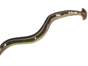 Hammerhead Worm 3D 模型