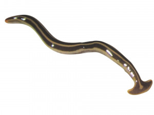 Hammerhead Worm 3D 模型