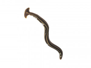 Hammerhead Worm 3D 模型
