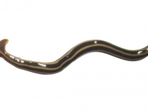 Hammerhead Worm 3D 模型