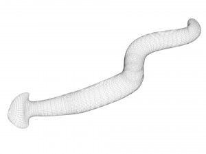 Hammerhead Worm 3D 模型