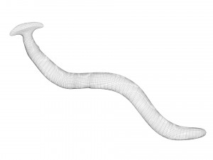 Hammerhead Worm 3D 模型