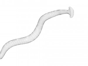 Hammerhead Worm 3D 模型