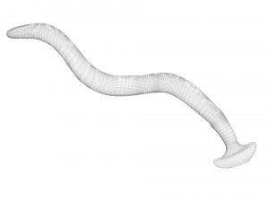 Hammerhead Worm 3D 模型