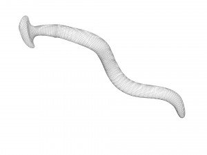 Hammerhead Worm 3D 模型