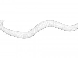 Hammerhead Worm 3D 模型