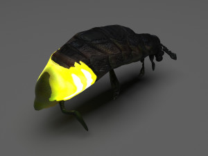 Glow Worm 3Dモデル