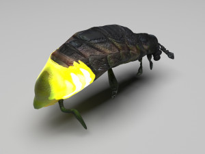 Glow Worm 3D-Modell