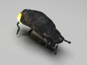 Glow Worm 3D-Modell