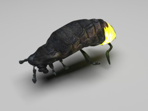 Glow Worm 3D-Modell