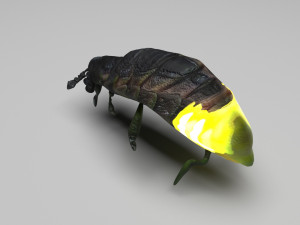 Glow Worm 3D-Modell