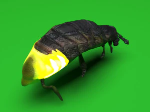 Glow Worm 3D Model