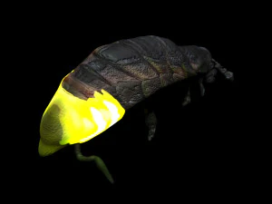 Glow Worm 3D Model