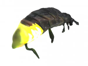 Glow Worm 3D Model
