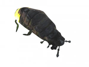 Glow Worm 3D Model