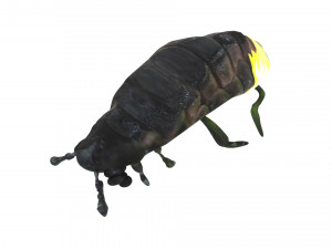 Glow Worm 3D-Modell