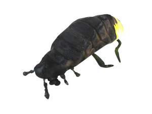 Glow Worm 3D Model