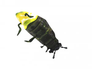 Glow Worm 3D Model