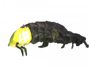 Glow Worm 3D Model