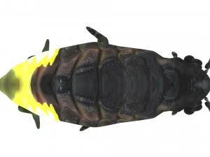 Glow Worm 3D Model