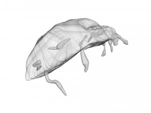 Glow Worm 3D Model