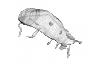 Glow Worm 3D-Modell