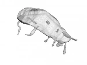 Glow Worm 3D Model