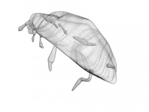 Glow Worm 3D-Modell