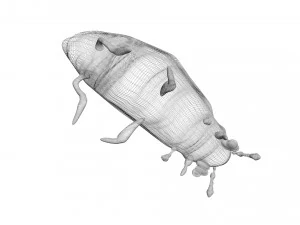 Glow Worm 3D Model