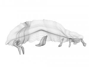 Glow Worm 3D-Modell
