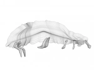 Glow Worm 3D Model