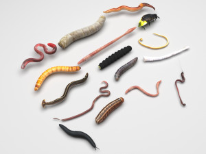 Worms Set 3Dモデル